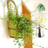 吊兰植物千叶兰 吊兰盆栽 净化空气 千叶吊兰 新房的绿色清新剂