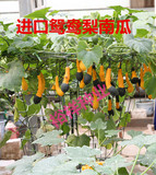 进口鸳鸯梨观赏南瓜葫芦种子观光园家庭菜园 阳台鲜花盆栽专用
