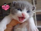 纯种蓝白双色八字脸英国短毛猫英短宠物猫咪活体蓝白MM(sold)