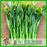 春播蔬菜种子四季种阳台种菜四九菜心种子 油青菜苔菜种子春季种
