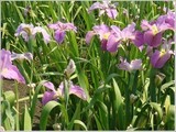 水生花卉西伯利亚鸢尾 紫红色大花 常绿水体植物盆栽水培庭院特价