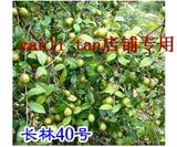 长林系列40号高产嫁接良种油茶树苗 山茶树苗 油茶树苗 两年种苗