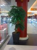 幸福树   室内客厅盆栽  办公室 植物  净化空气  开车送货限南京