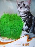 小麦草种子 牧草种子 小猫草种子 可阳台盆栽种植 宠物小猫最喜爱