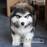 纯种 巨型 狼灰色 阿拉斯加雪橇犬 阿拉斯加幼犬 宠物犬出售
