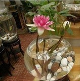 水培植物迷你花卉植物小睡莲根块 盆栽碗栽 阳台办公桌水生根茎