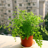 铁线蕨 中型植物 耐阴喜水适合放浴室 盆栽绿植 吸甲醛净化空气