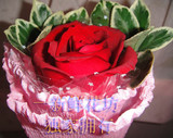 一朵红玫瑰小熊上海花束上海鲜花速递花惦馨思之一新鲜花坊批发店