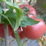 新鲜农家自种西红柿 番茄 绿色有机蔬菜 自然熟不催红 纯天然食品