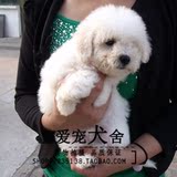 纯种法国卷毛小体比熊狗狗 比熊幼犬玩赏犬多只出售支付宝交易=02