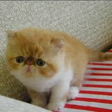 注册猫舍 纯种可爱加菲猫红虎斑 蓝白 黑白 烟虎斑幼猫