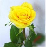 特价出售黄玫瑰花苗、黄色玫瑰花系列、黄金时代