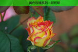 庭院盆栽花卉 黄玫瑰花苗-阿班斯 玫瑰苗 3年苗 当年开花