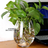 透明玻璃绿萝花瓶 水培玻璃花瓶 透明水培花瓶 水培插花玻璃