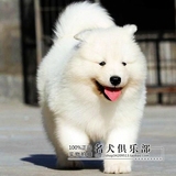 出售纯种萨摩耶雪橇犬 幼犬家养萨摩犬赛级犬萨摩健康保证