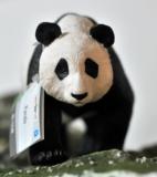 美国Safari正品仿真动物模型奇迹系列大熊猫欧美进口玩具新年礼物