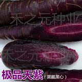 【极品天紫】紫黑胡萝卜种子 紫胡萝卜水果萝卜高端有机园 四季种