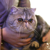 【大饼脸猫舍】美国CFA注册超帅宠物猫纯种异短银虎斑加菲猫DD