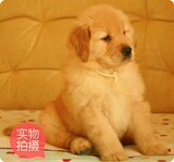 纯种家养金毛幼犬 中型犬 黄金猎犬巡回犬宠物狗狗 包健康三个月Y