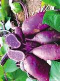 新鲜紫薯 紫色小红薯  紫色地瓜 袖珍紫薯  一网兜1.8斤左右