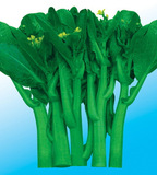 美容佳品 四季甜菜心种子 盆栽蔬菜种子 25天 全年四季绿菜薹菜苔