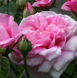 Ropana蘂的芳疗花园保加利亚大马士革玫瑰精油1ml不锈钢锅蒸馏