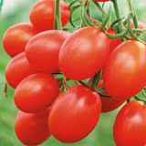 小西红柿樱桃番茄种子 四季种红圣女果春季盆栽水果蔬菜种子