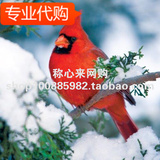 Buffalo Games Audubon Birds, Winter Cardinal - 500pc Jigsaw
