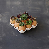 我爱自然 花盆 个性创意花盆 多肉盆 组合 9个鸡蛋 1个托盘 陶瓷