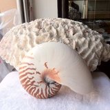 满39元包邮鹦鹉螺 天然贝壳海螺四大名螺鹦鹉螺摆件饰品 收藏螺