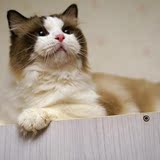 CFA注册 海豹双色 布偶猫种公展示