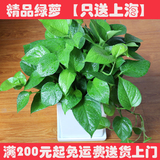 绿萝吊兰植物盆栽净化空气清除甲醛（上海店员送货上门，安全！）