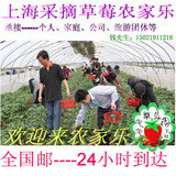 上海青浦区赵屯镇 采摘有机新鲜 奶油草莓 农家乐 踏青 一日游