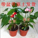 2棵包邮花卉盆栽/水培植物一帆风顺 白掌,粉掌,红掌 净化空气绿植