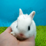侏儒海棠兔茶杯兔长不大的小兔子活体道奇凤眼西施猫猫兔健康包活