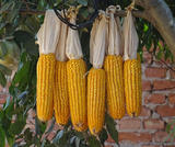 农家种植玉米玉米渣杂粮粗粮玉米粒500g农家自制农产品农家无公害