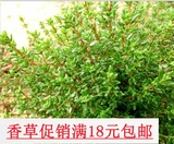 法国百里香苗 芳香植物 香草苗 草花卉 小盆栽 香草料理 香草茶