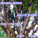 台湾进口嘉宝果树苗葡萄苗树葡萄树苗嘉宝果苗南北方种植当年结果