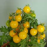 黄珍珠小番茄籽 圣女果种子樱桃番茄 小西红柿盆栽易种水果蔬菜
