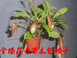 食虫植物◆猪笼草◆净化空气花卉☆家居必备盆栽
