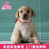 神犬小七纯种拉布拉多幼犬狗狗出售 大型犬奶油黄色短毛的宠物狗