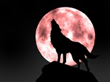 新款精准印花 正品DMC十字绣套件 客厅卧室 动物系列 血月之狼