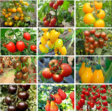 各种番茄种子 圣女果 樱桃番茄 小西红柿  阳台盆栽番茄 蔬菜种子