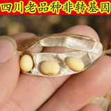 四川老品种黄豆农家自种非转基因小黄豆发豆芽打豆浆500克5斤包邮