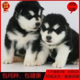 十字脸阿拉斯加犬幼犬出售纯种巨型犬阿拉斯加幼犬宠物狗活体0128