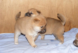 铁包金日本柴犬幼犬出售纯种柴犬幼犬血统好日系柴犬家养狗宠物狗