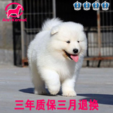 高品质赛级纯种萨摩耶犬幼犬出售 毛量大健康可爱狗狗 萨摩宠物狗