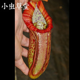 食虫植物-米兰达猪笼草(N.x miranda)盆栽苗|新手推荐|笼子巨大