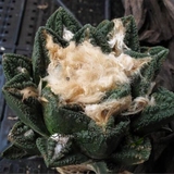仙人掌 辛顿龟甲牡丹 种子 A.fissuratus v hintonii 15年9月到货