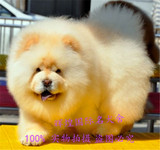 北京出售纯种松狮幼犬赛级血统肉嘴奶白色黄色松狮宠物狗可送货